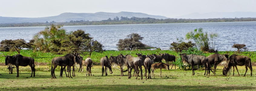 Lake Naivasha