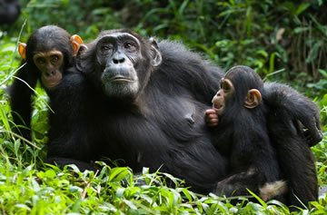 7-Day Uganda Gorillas and Chimpanzee Tour