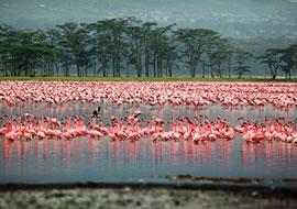 tours and travels in kenya